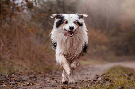 040826-hund.jpg