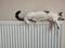 Katze-auf-Heizkörper_He-Gong-unsplash.jpg, ID:15422
