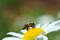 Biene-auf-Margerite-ulleo-Pixabay_WEB.jpg, ID:15319