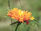 Ringelblume.jpg, ID:15334
