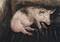 Schwein-Vollspaltenböden-c-Vier-PfotenFred-Dott.jpg, ID:15425